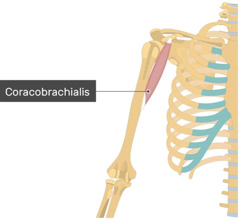 Coracobrachialis Muscle - Attachments, Action & Innervation | GetBodySmart