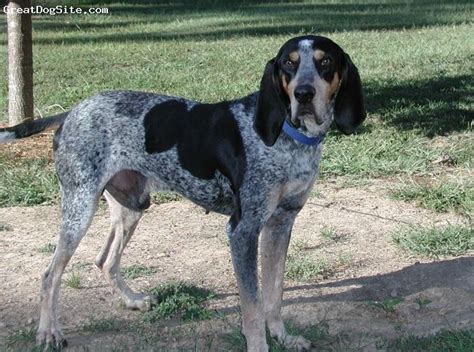 Pin on Blue Tick Coonhound