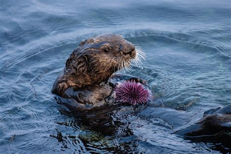 Sea otters maintain remnants of healthy kelp forest amid sea urchin barrens