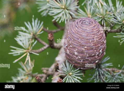 Cedrus atlantica pine cone. Atlas Cedar Stock Photo: 69604274 - Alamy