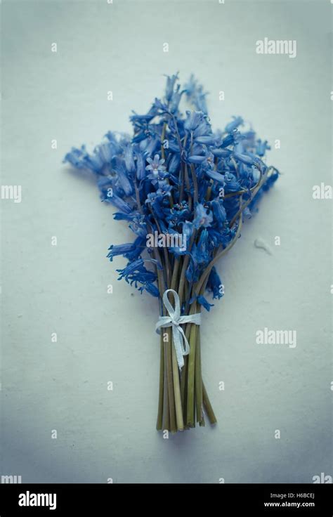 Small bouquet of bluebells Stock Photo - Alamy