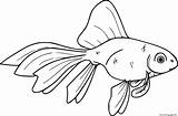 Shubunkin Goldfish Coloring Page Printable sketch template