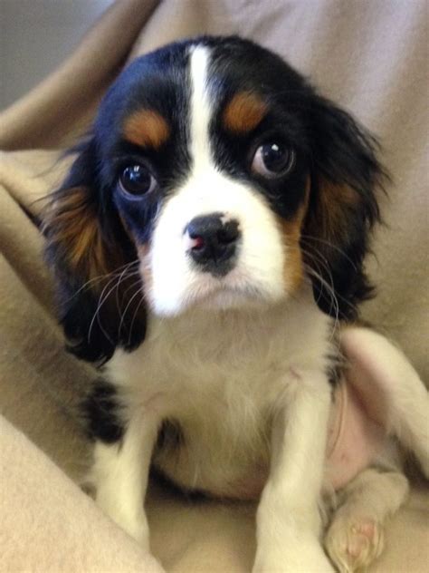 Cavalier-King-Charles-Spaniel-Rescue-Puppies-Picture - Dog Breeders Guide