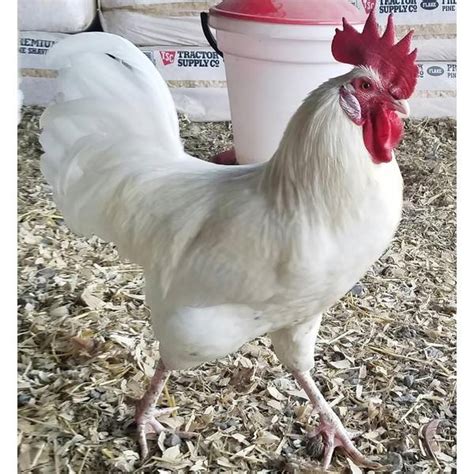 Cackle Hatchery Austra White Chicken - 132M | Blain's Farm & Fleet