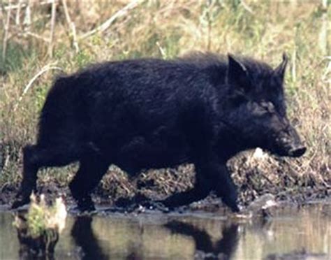 Floridian Nature: Florida's feral hogs