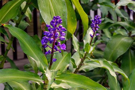 How to Grow and Care for Blue Ginger Plants | Gardener’s Path