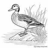 Wood Duck Coloring Pages  Free & Printable sketch template