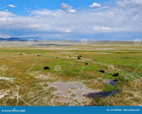 Aerial View of Cows Cattle Grazing on a Mountain Pasture Stock Photo ...