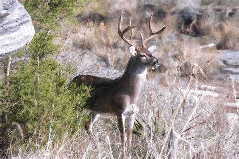 WELCOME HUNTERS: Deer Hunting in Texas! - Ranch Connection