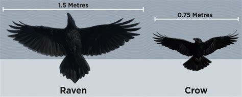 Hinterland Who's Who - Common Raven