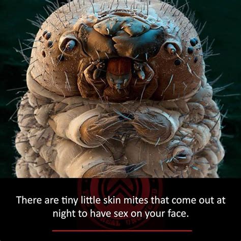Do skin mites reproduce on human face during night? - ECHEMI