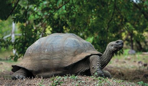 Giant Tortoise - Lonesome George | Go Galapagos