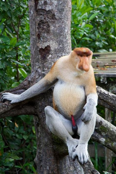 Proboscis Monkey 6 | Edventure Project