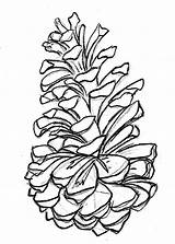 Pine Cone Coloring Pages  Home sketch template