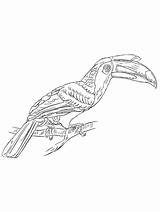 Hornbill coloring Page sketch template