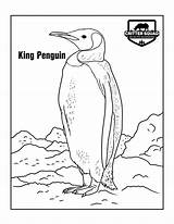 King Penguin Coloring Page  CSWD sketch template