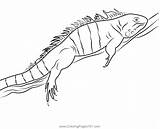 Green Iguana Coloring Page For Kids  Free Iguanas Printable sketch template