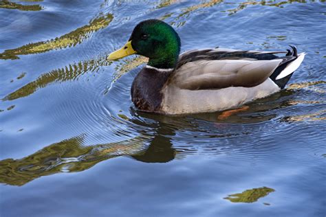 Duck Swimming In Water Free Stock Photo - Public Domain Pictures