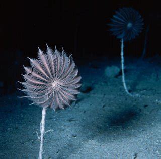 Real Monstrosities: Crinoid