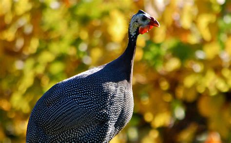 Guinea Fowl: Your Overlooked Backyard Buddy - Modern Farmer