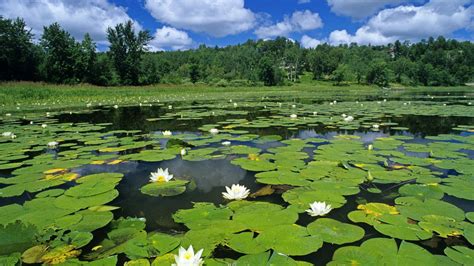 “White Water Lilies in a Pond of Vermillion River, Whitefish, Ontario ” | Water lilies, Water ...