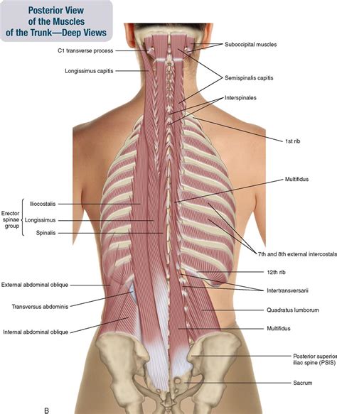 8. Muscles of the Spine and Rib Cage | Musculoskeletal Key