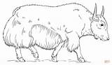 Walking Yak Coloring Page  Free Printable Coloring Pages sketch template