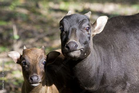 Young lowland anoa (Bubalus depressicornis) and its mother Stock Photo | Adobe Stock