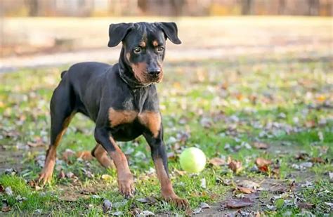 Doberman Rottweiler Mix - Large, Muscular And Powerful Dog