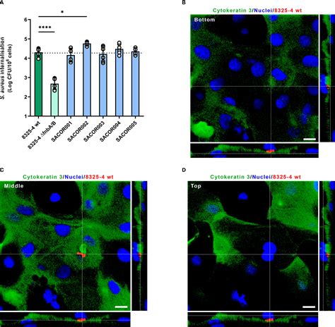 Frontiers | Key Role of Staphylococcal Fibronectin-Binding Proteins ...