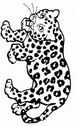 16  Simple Jaguar Coloring Pages Judith E Cole sketch template