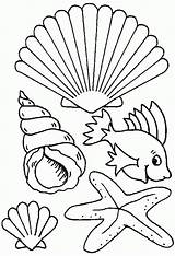Seashells Coloring Pages  Coloring Home sketch template