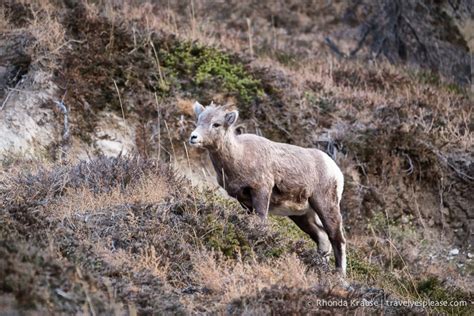 Wildlife in Jasper National Park- Photos & Tips for Viewing