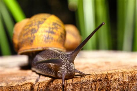 Wallpaper : snail, shell, antennae, close up 5184x3456 - wallhaven - 988951 - HD Wallpapers ...