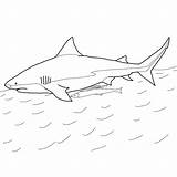 Basking Shark Pages Printable Coloring sketch template