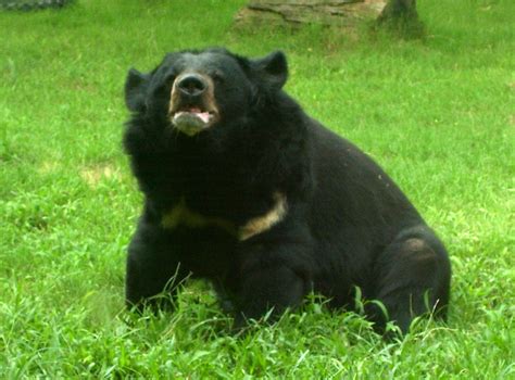 Bear Free Stock Photo - Public Domain Pictures