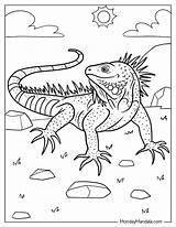Iguana Coloring Pages Page For Kids Free Iguanas sketch template
