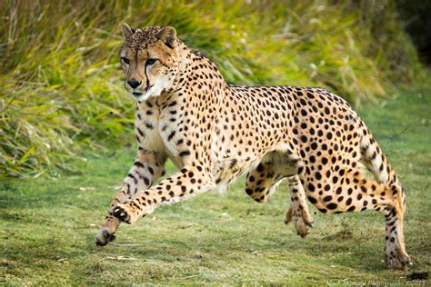 San Diego Safari Park Cheetah Run | Mark Shimazu Photography