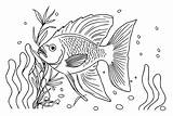 Angelfish Emperor Coloring Pages Printable Color Version Designlooter  sketch template
