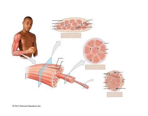 Skeletal Muscle Structural Organization Quiz