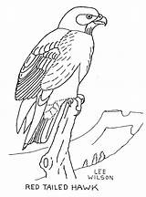 Hawk coloring Page  Animals Town Animals color Sheet Free sketch template