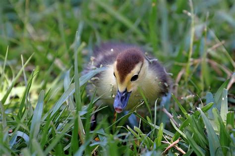 Muscovy Duckling Photograph by Daniel Caracappa