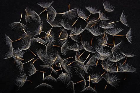 Dandelion Seeds (IMG_4555) | As I was walking in my local pa… | Flickr