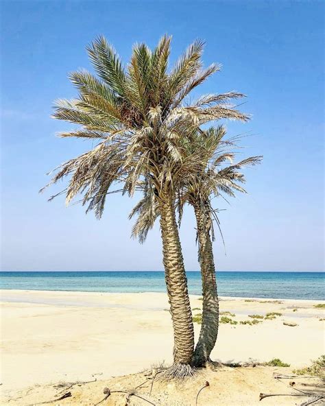 The Top 6 Must-See Best Beaches In Doha