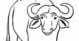 Water Buffalo Coloring Page  Art Starts sketch template