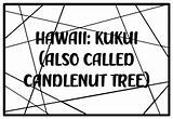 HAWAII KUKUI ALSO CALLED CANDLENUT TREE State Tree Coloring Pages sketch template