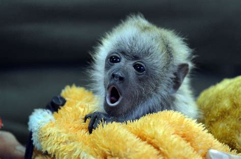 Cute Weird Baby Animals - Animals World