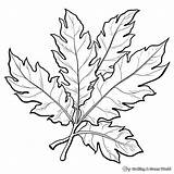 Oak Leaf Coloring Page sketch template
