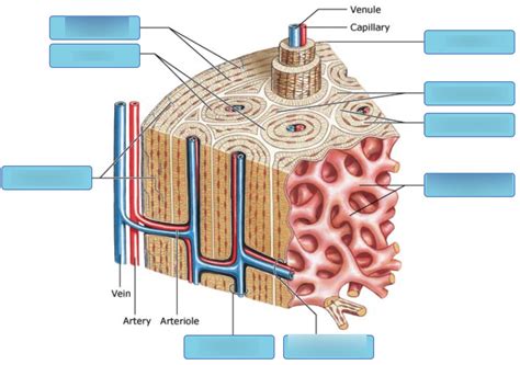 Structure Of Compact Bone And The Osteon - sharedoc