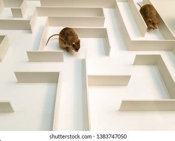 Rat In A Maze Royalty-Free Images, Stock Photos & Pictures | Shutterstock